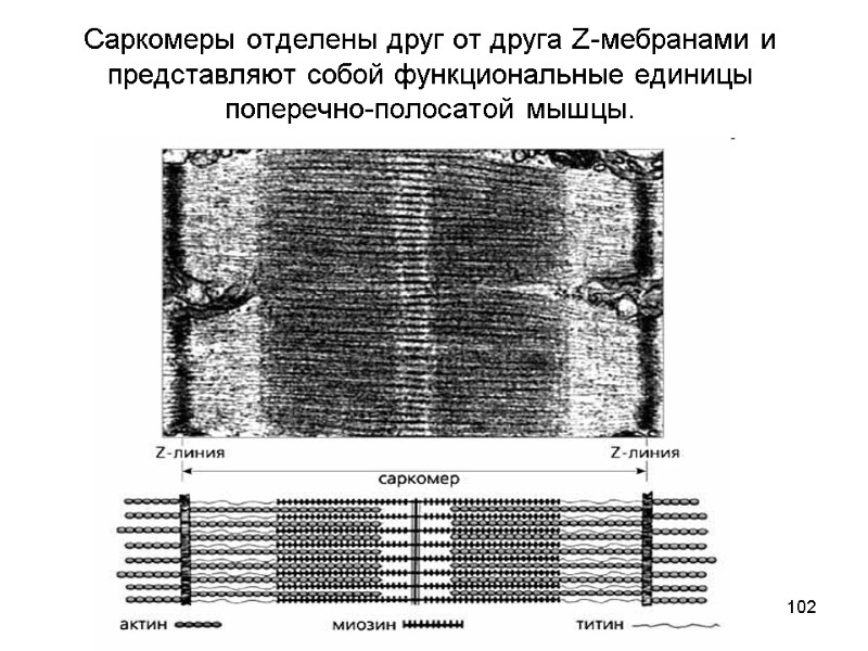 102 Саркомеры отделены друг от друга Z-мебранами и представляют собой функциональные единицы поперечно-полосатой мышцы.